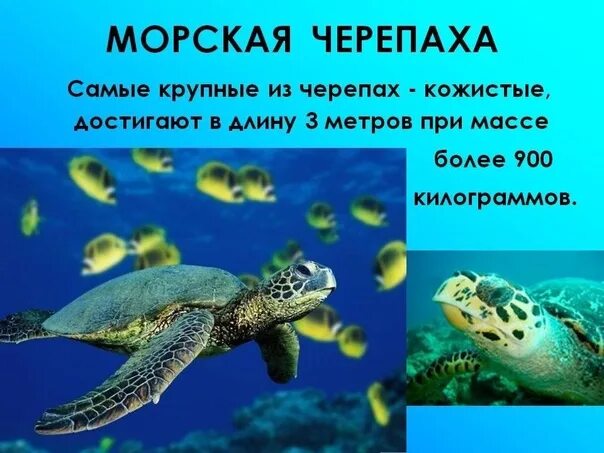 морская черепаха описание, описание черепахи, рассказ о морских черепах, морская черепаха кратко