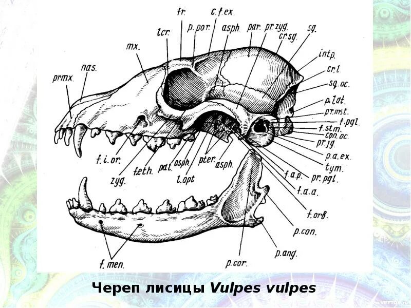 Соединение костей черепа млекопитающих. Схема строения черепа млекопитающих. Череп лисицы строение. Анатомия черепа млекопитающих.