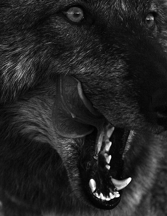 Злой черный волк фото Pin by Darla Boyles-Holt on wolves Angry wolf, Wolf dog, Wolf tattoos