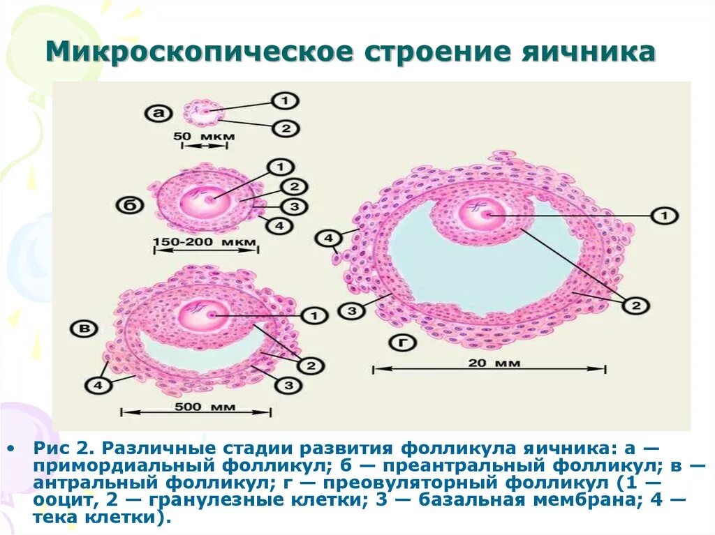 Процесс созревания фолликула в яичнике. Строение фолликула гистология. Строение растущего фолликула. Стадии развития фолликула схема. Строение первичного фолликула яичника.