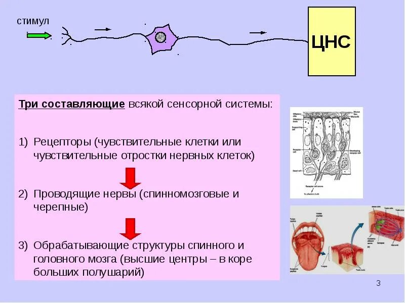 Рецепторы какой отдел нервной системы. Рецепторы физиология. Схема рецепторов нервной системы. Рецептор (нервная система). Чувствительные рецепторы.