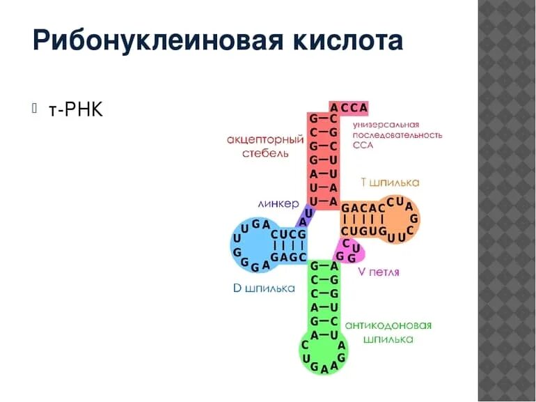 Структура рибонуклеиновых кислот (РНК).. Рибонуклеиновая кислота РНК её строение. РНК рибонуклеиновая кислота. Рибонуклеиновая кислота состав.