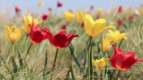 Мен белдікке қалай келдім