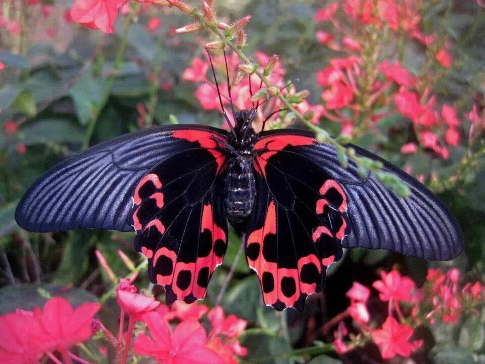 Сохранение темных бабочек в результате. Бабочка черного цвета. Бабочки черно розовые. Бабочки розовые с черным. Крылья бабочки розовые.