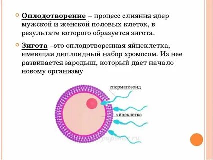 После слияния половых клеток образуется