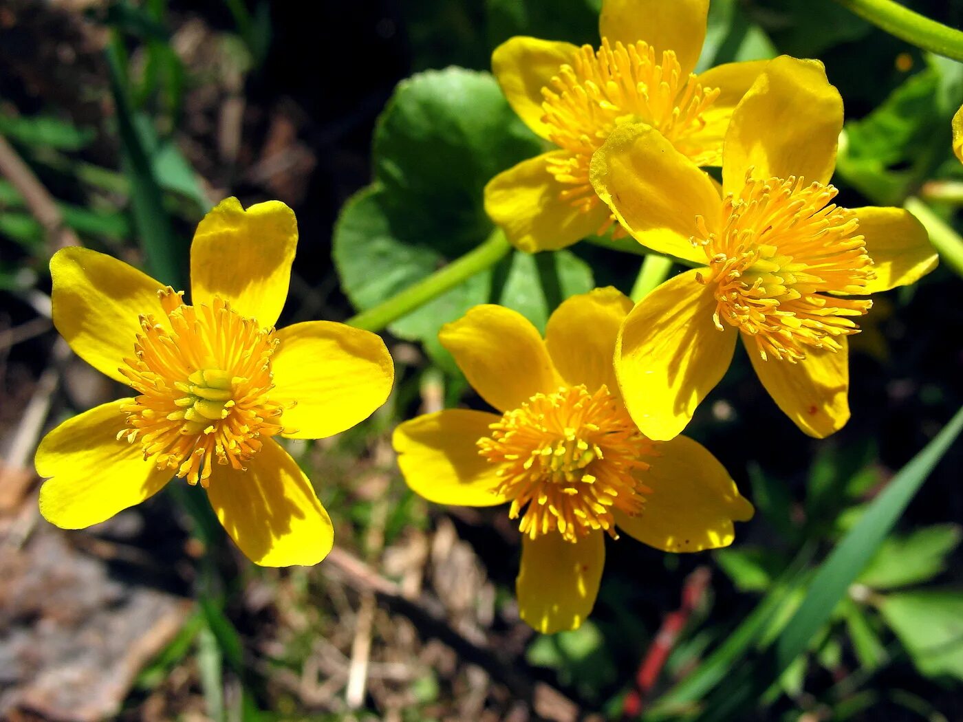 Желтые цветочки ранней весной. Калужница. Калужница цветок. Калужница Весенняя. Калужница многолепестковая.