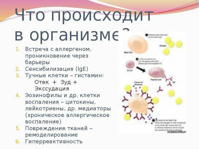 Гистамин в аллергических реакциях. Сенсибилизация к аллергенам что это. Аллергические реакции гистаминовая. Роль гистамина в аллергических процессах.