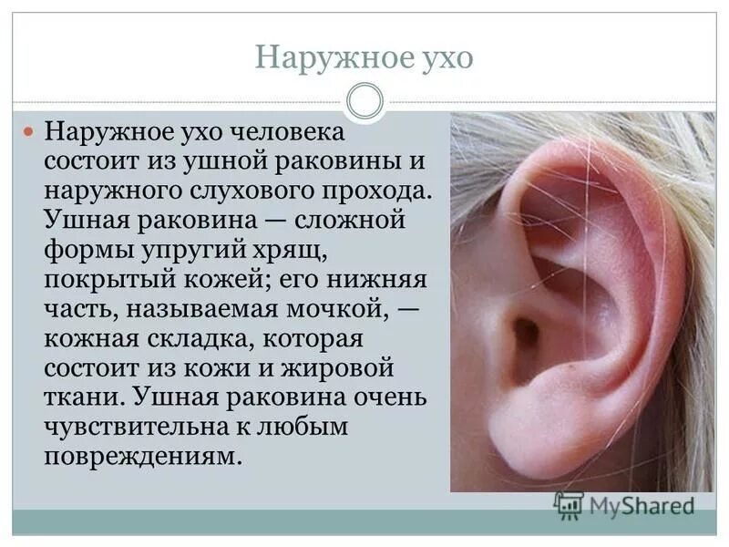 Значение слуха кратко