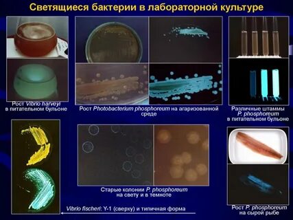 Бактерии выделяющие газ
