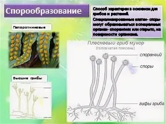 Спорообразование у высших растений. Спорообразование грибов. Спорообразование грибов и растений. Схема спорообразования у растений.