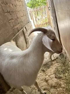 Интернетте порно мораль полициясын қараңыз