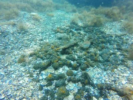 Море с сероводородом