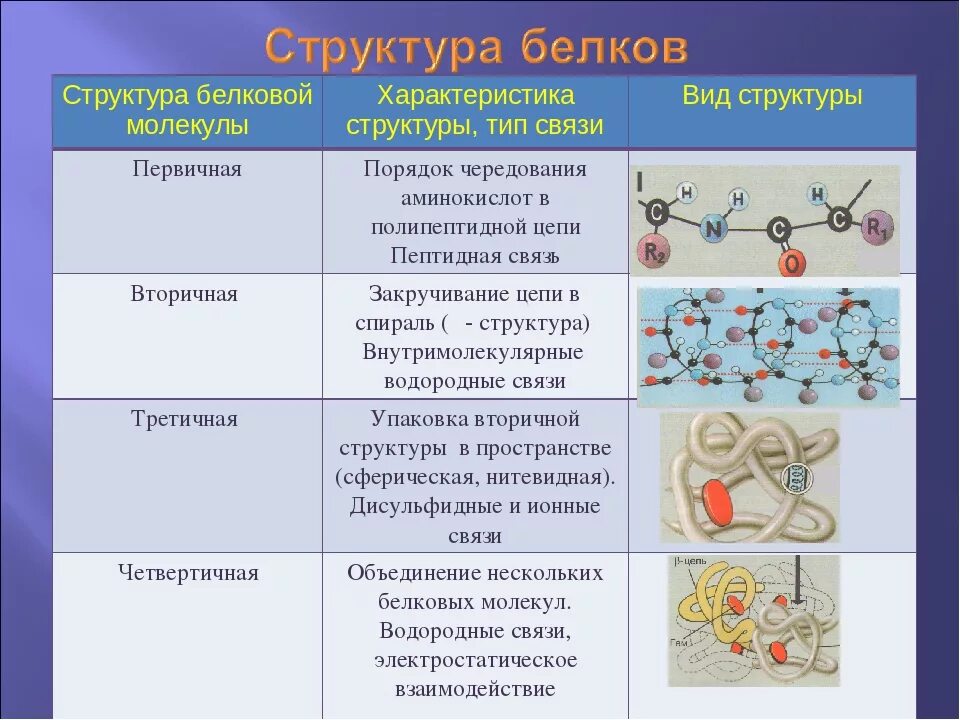 Первичная структура белка мономер