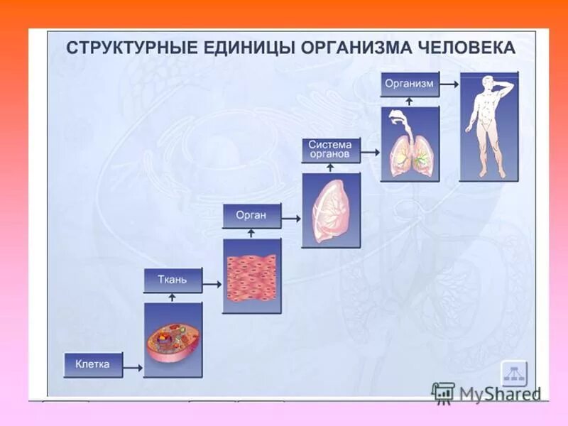 Уровень организации тела. Структурные единицы организма человека. Структурные единицы органов человека. Структурные единицы организма человека анатомия. Уровни организации строения человека.