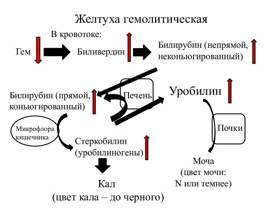 Фракции билирубина при желтухах. Гемолитическая желтуха патогенез. схема катаболизма билирубина при гемолитической желтухе. надпеченочная желтуха схема. схема катаболизма билирубина при геомлитической желтухи.