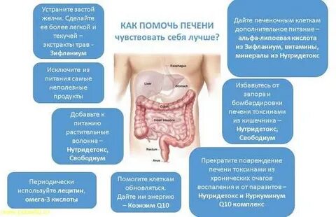За сколько дней восстанавливается печень