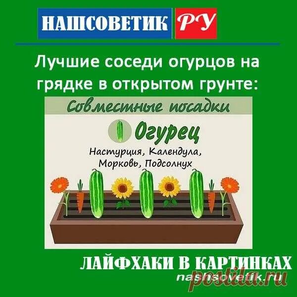 Огурцы какое место любят. Лучшие соседи огурцам. Огурцы на грядке подвязка. Лучшие соседи огурцам. Посадка овощей на огороде.