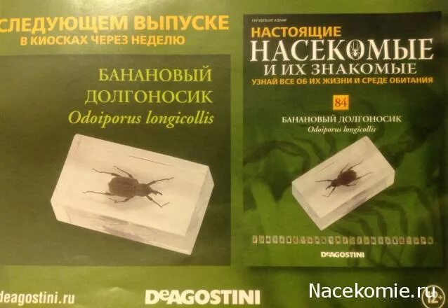 насекомые и их знакомые. журнал насекомые и их знакомые. журнал насекомые и их знакомые. коллекция жуков журнал. животные и их знакомые.