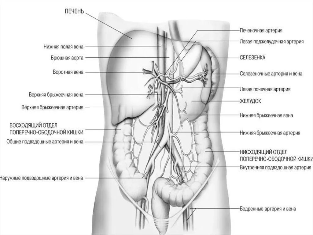 Нижняя полая Вена и брюшная аорта анатомия. Артериальное кровоснабжение органов брюшной полости схема. Схема кровоснабжения грудной и брюшной полости. Брюшная аорта анатомия схема.