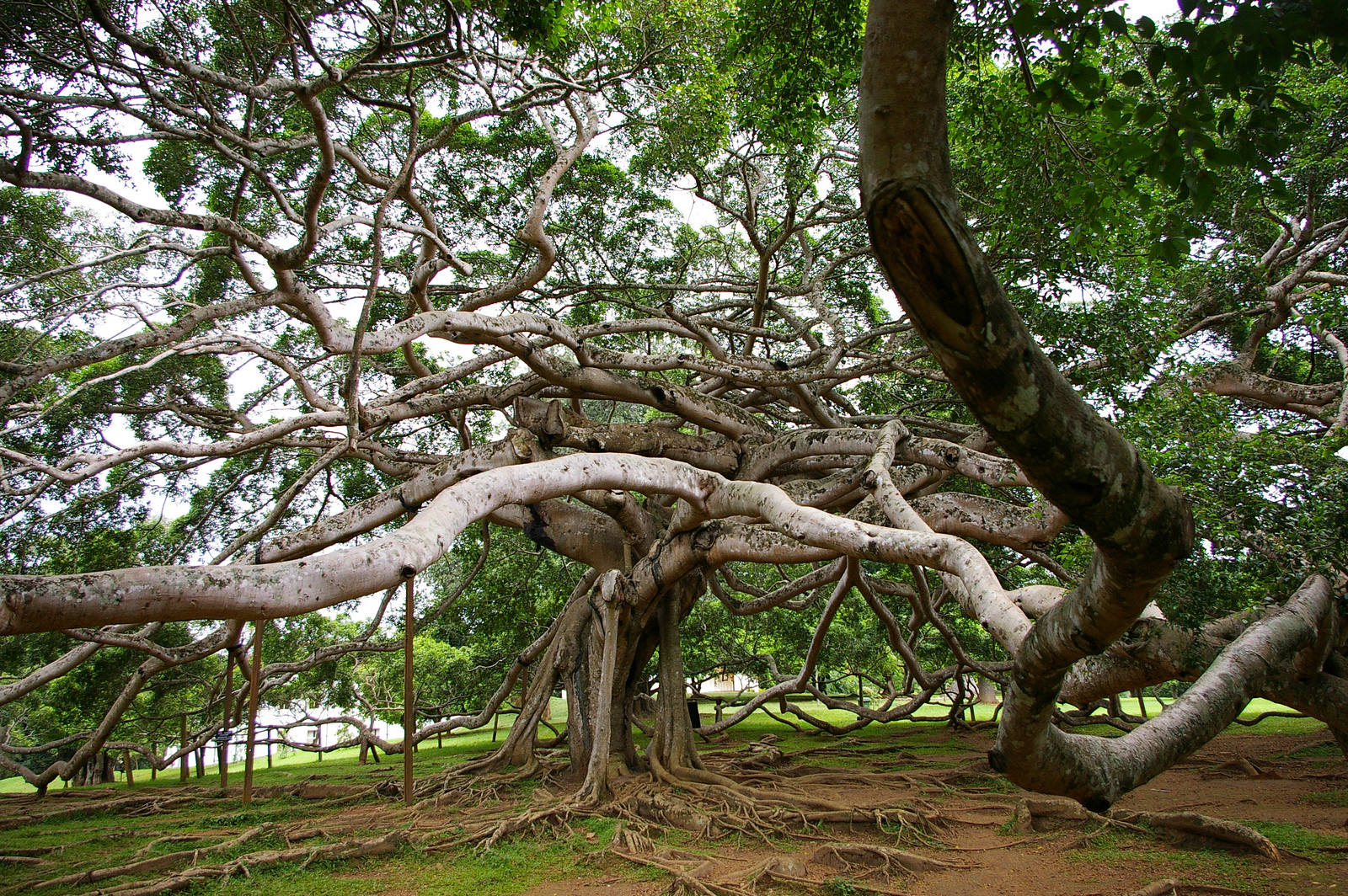 Деревья на шри ланке. Дерево Сандал Индия. Сандаловое дерево Южной Индии. Фикус бенгальский Баньян. Сандаловое дерево Африка.