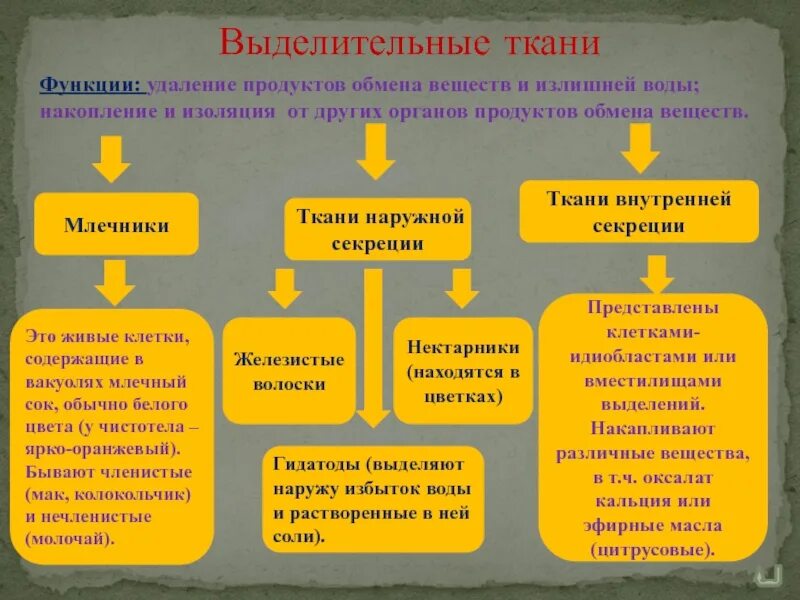 Млечные железы функции. Выделительные ткани внутренней секреции растений. Выделительные ткани внутренней и внешней секреции. Выделительные ткани внешней секреции. Выделительная ткань растений функции.