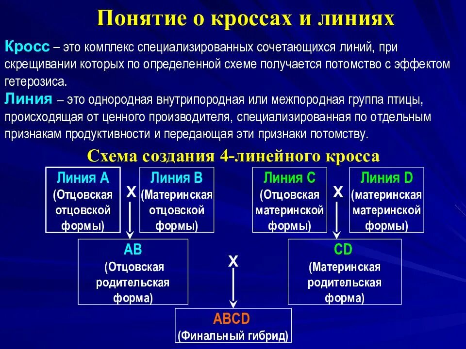 Гибрид термин. Технология производства пищевых яиц презентация. Презентации по птицеводству схемы лечения. Кросс линии.