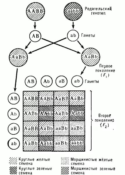 Генотип гороха с желтыми морщинистыми семенами. Независимое наследование признаков 3 закон Менделя. Закон независимого наследования схема. Закон независимого наследования признаков схема. Закон независимого наследования СХ.