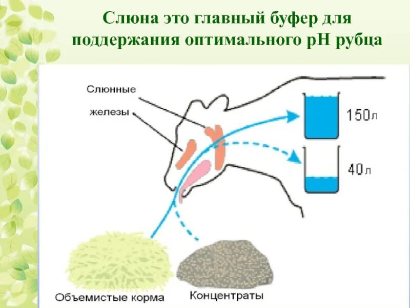 Слюна коров