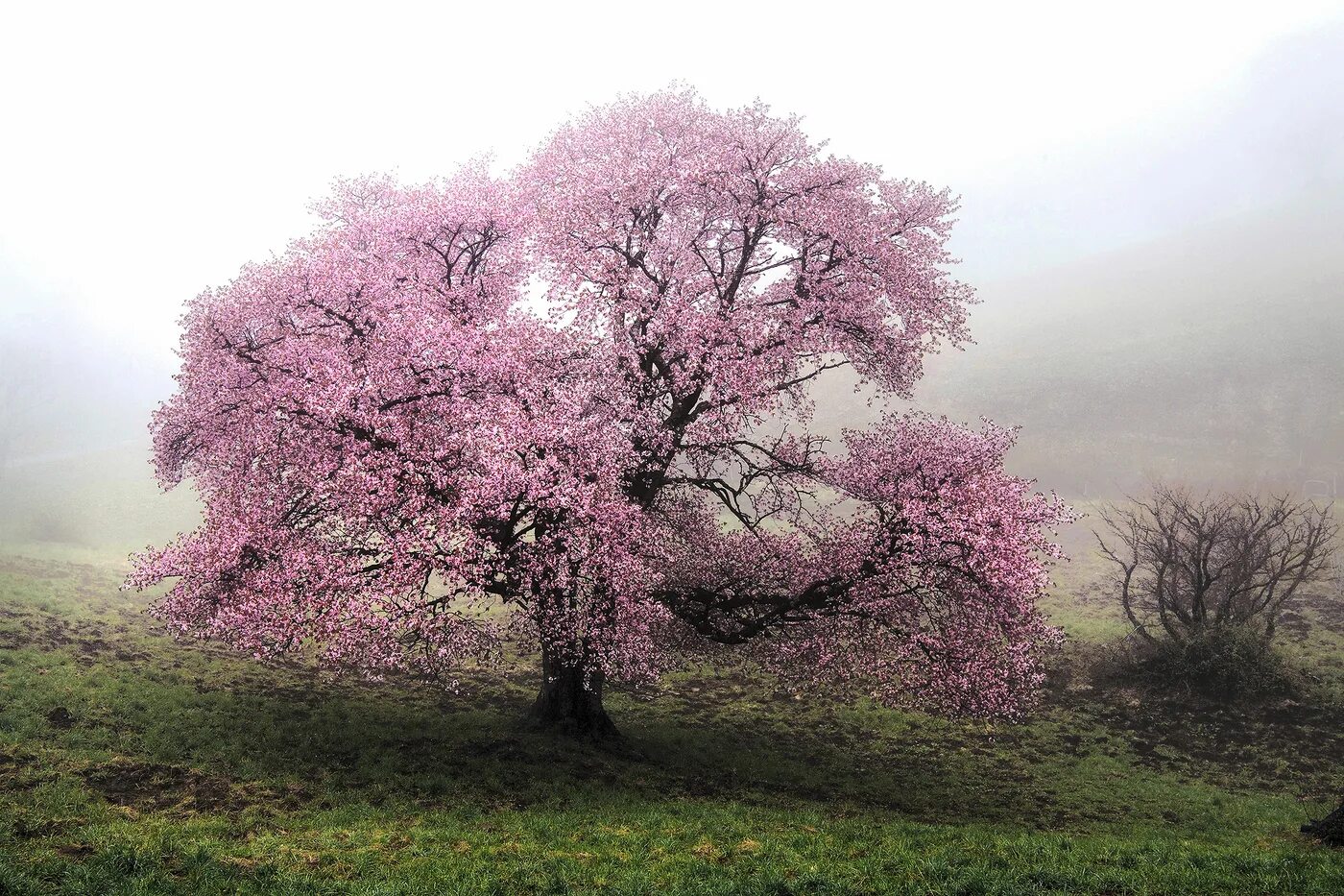 Что такое сакура дерево. Сакура дерево. Sakura дерево. Япония дерево Сакура. Сакура дарахт.