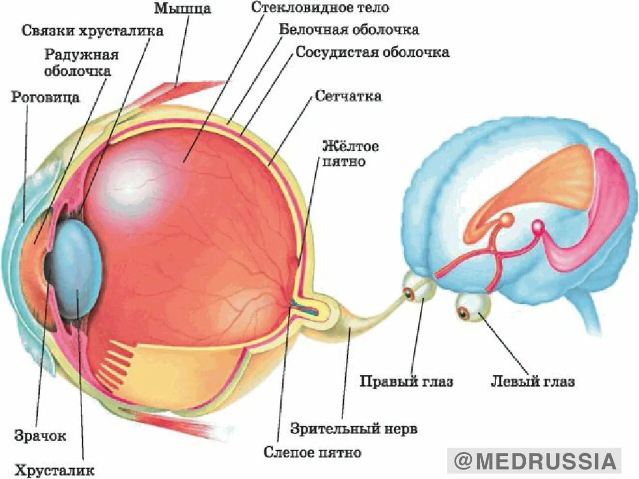 Зрительный анализатор строение и функции биология 8 класс. Строение зрительного анализатора биология 8 класс. Строение глазного яблока биология 8 кл. Строение оптического аппарата зрительного анализатора. Что такое зрительный анализатор