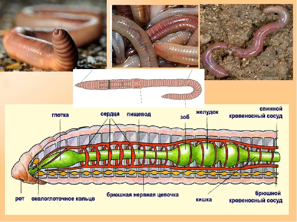 Сквозной кишечник у червей. Схема внешнего строения дождевого червя. Строение кольчатых червей ЕГЭ. Кольчатые черви строение тела. Малощетинковые кольчатые черви строение.