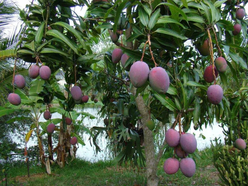 Манго фрукт дерево. Дерево манго манговое дерево. Дерево манго в природе. Дерево манго с плодами. Выращивание экзотических
