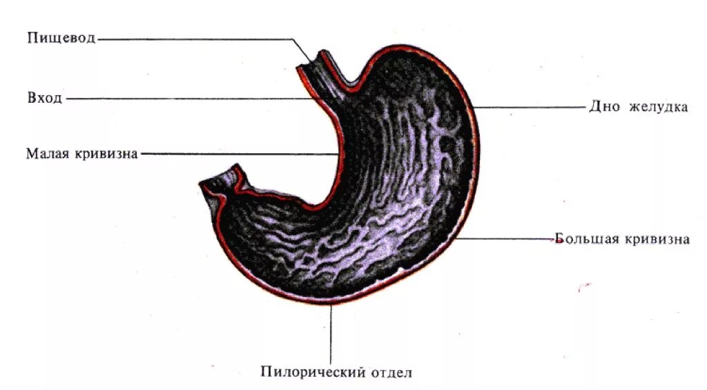 Внутреннее строение желудка. Строение желудка анатомия. Строение пищевода и желудка. Малая кривизна желудка функция. Желудок схема.