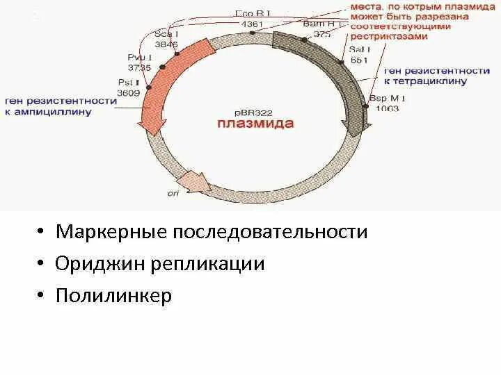 Плазмидами называются. Репликация плазмид бактерий. Полилинкер в генной инженерии это. Плазмид в генной инженерии. Ориджин репликации плазмиды.