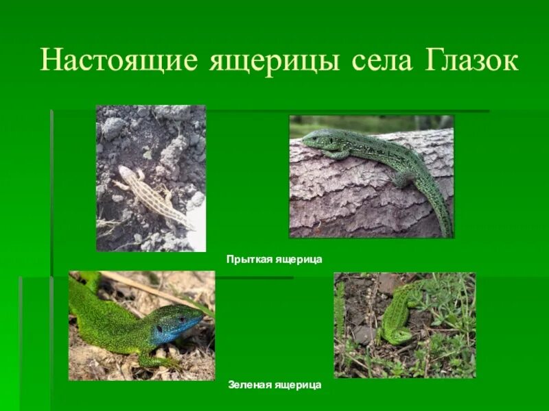Тип развития прыткой ящерицы. Зеленая прыткая ящерица. цепь питания с ящерицей. пищевая цепочка с ящерицей. прыткая ящерица настоящие ящерицы.