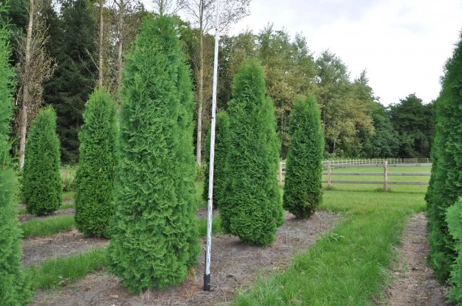 Туя западная дугласа пирамидалис. Туя западная douglasii pyramidalis. Туя западная глобоза. Туя западная пирамидалис компакта. Туя пирамидалис компакта.
