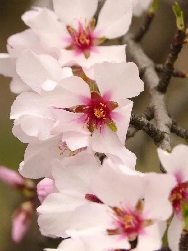 Almond flowers. Белоцветущий миндаль. Ветка цветущая. Миндаль цветет. Белоцветущий миндаль.
