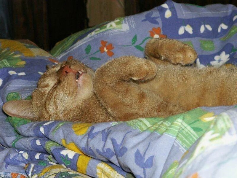 Почему кот сопит во сне. Кот спит. спящие коты смешные. кот дрыхнет. спящий котик смешной.