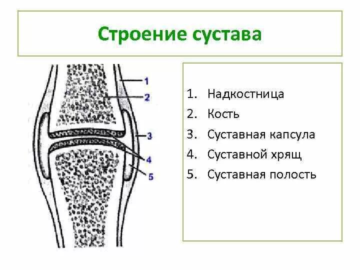 Какие структуры сустава обозначены цифрами