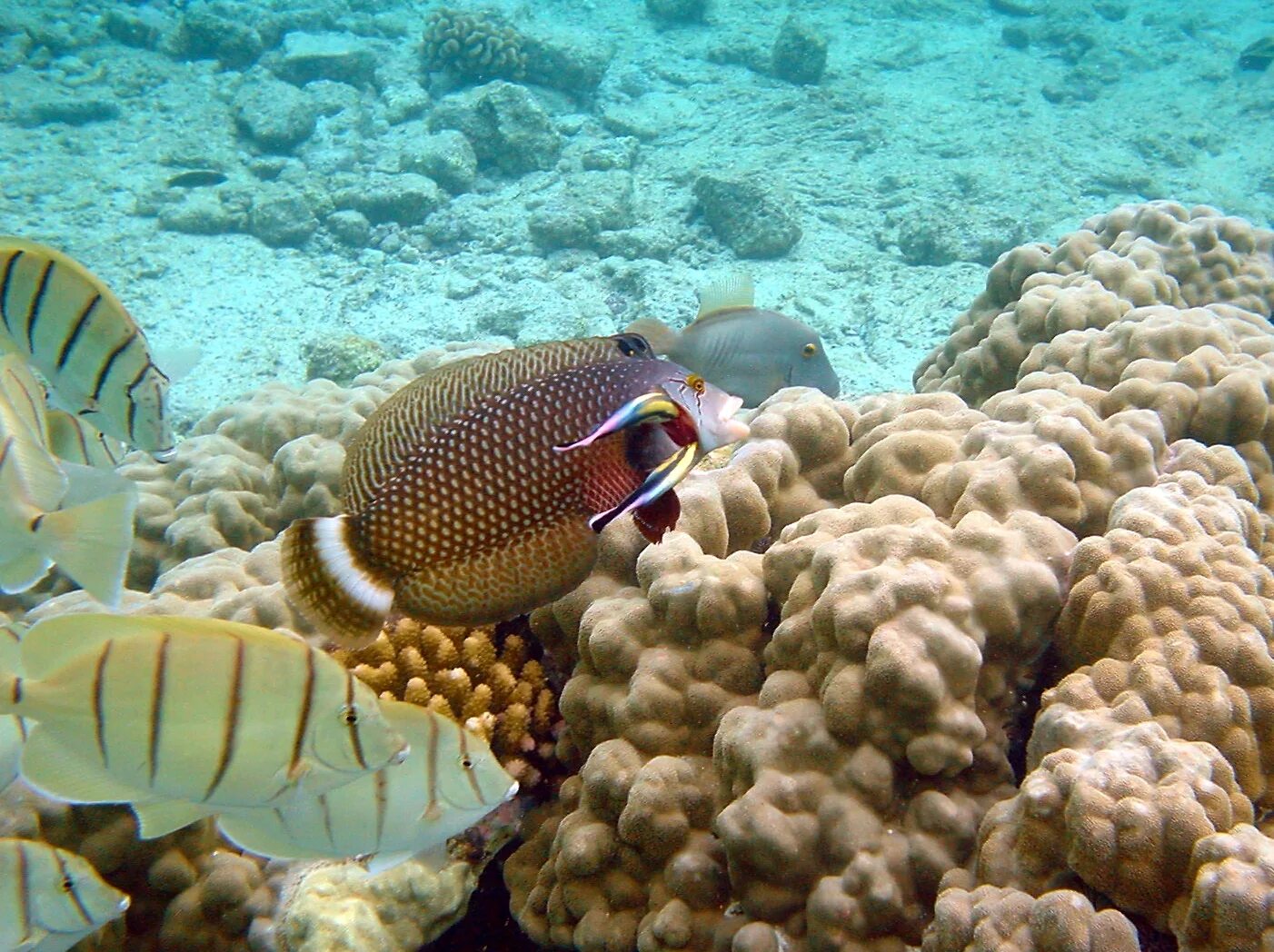 Novaculichthys taeniourus. Шишколобый губан. Rockmover Wrasse. Гавайские рыбы.