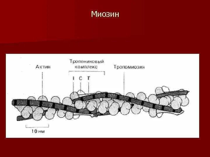 Актин и миозин. Цепи миозина. Строение миозина. Строение молекулы миозина. Миозин мышечной ткани