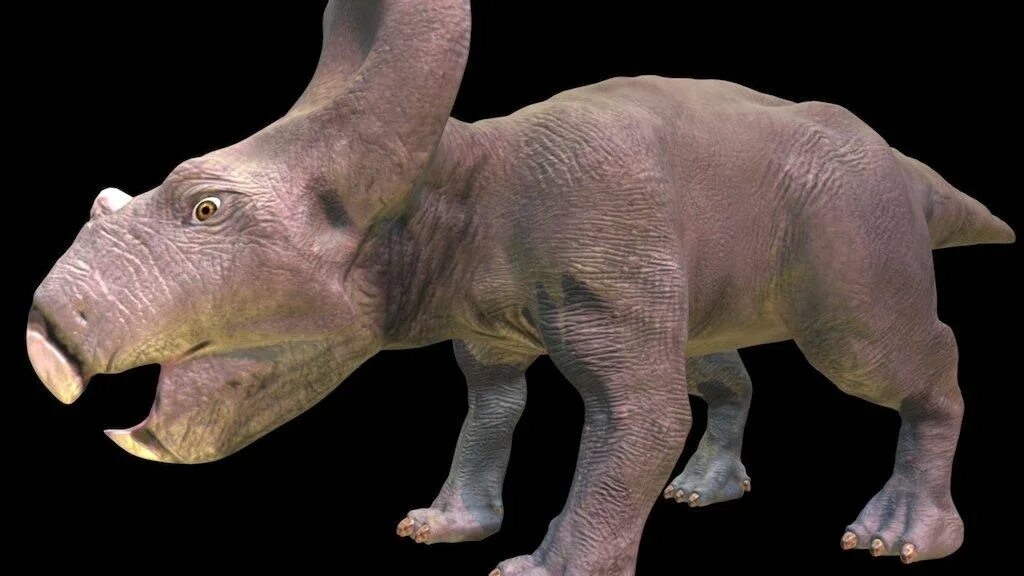 Носорог кроссворд. Протоцератопса. Протоцератопс и Трицератопс. Протоцератопс кости. Protoceratops 3d.
