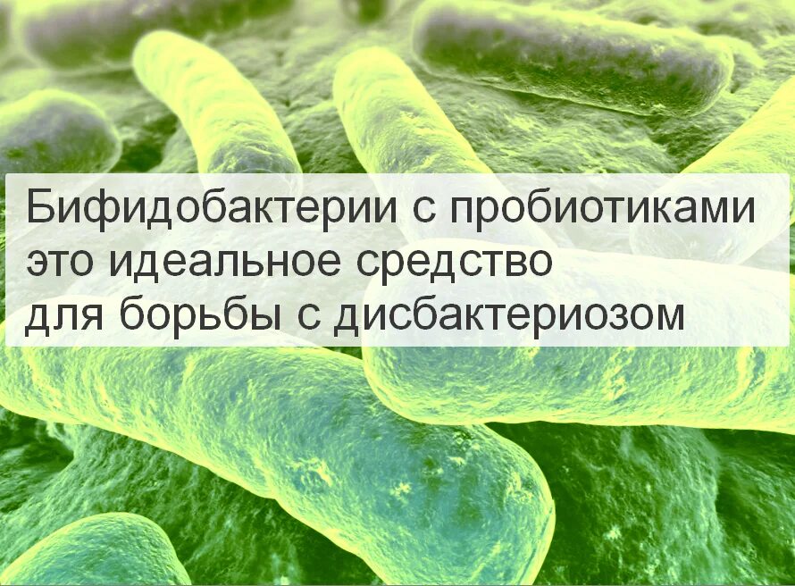 Полезные микроорганизмы. Бифидобактерии. Пробиотики бактерии. Полезные бактерии бифидобактерии. Дисбактериоз бифидобактерии.
