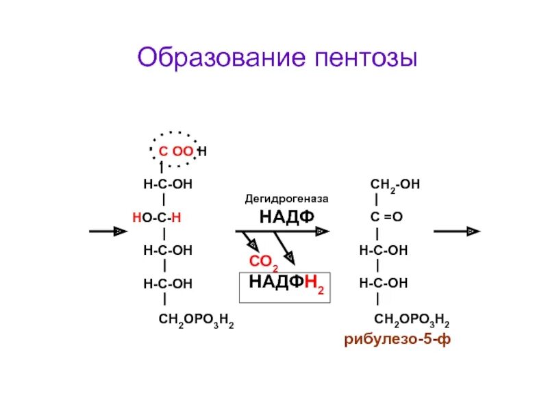 Пентозофосфатный путь Глюкозы. Окисление Глюкозы НАДФ. Пентозный путь окисления Глюкозы. Пентозофосфатный путь пентоза. Реакция образования окисления глюкозы