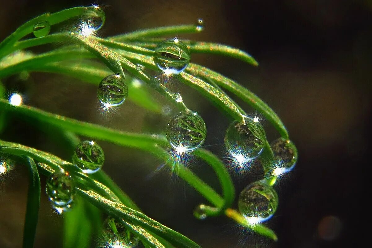 роса на траве. капли на солнце. собирать росу. природа макро. три росы.