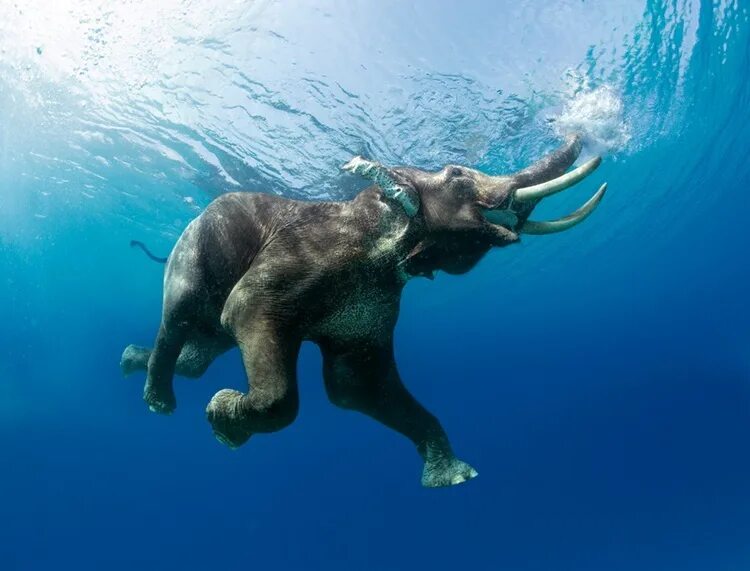 Elephant swim. Слон плавает. Слон под водой. Слоны плавают. Слоны умеют плавать.