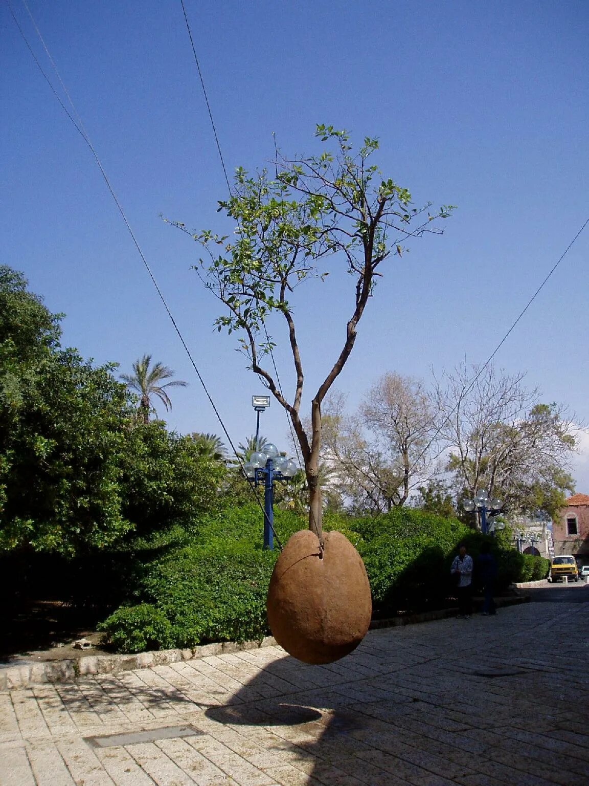 Парящее апельсиновое дерево в яффо. Дерево висящее в воздухе. Качели на дереве. Висячее дерево тель авив. Парящие острова.