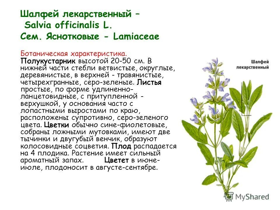 5. Шалфей лекарственного листья содержит биологически активные соединения. Шалфей лист ф/п 1. Шалфея листья лекра сэт 20. Шалфей листья 50г salviae folia.