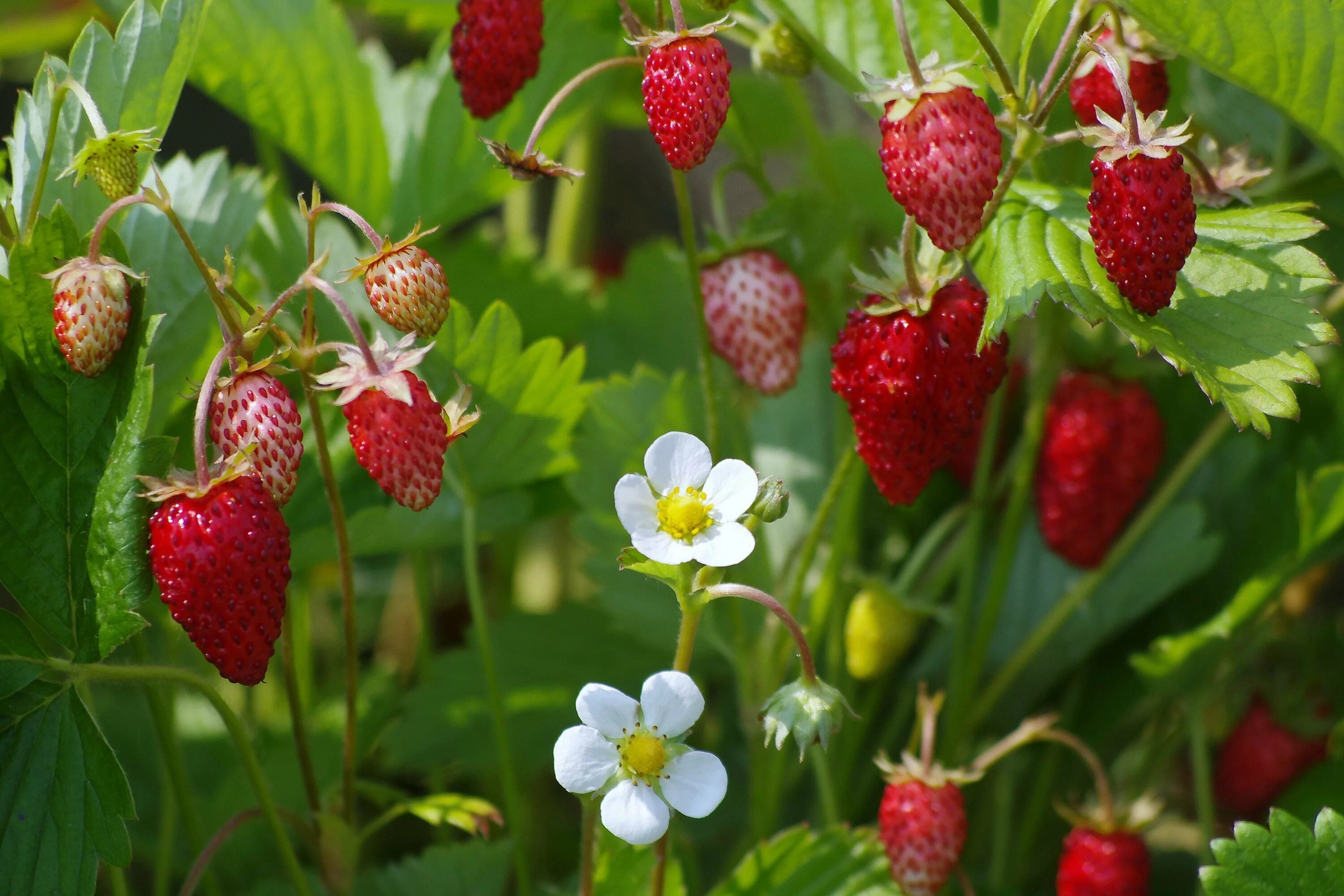 Земляника всюду земляника. Земляника лесная (fragaria vesca). альпийская мелкоплодная земляника. ракша земляничная поляна. земляника мелкоплодная ремонтантная.