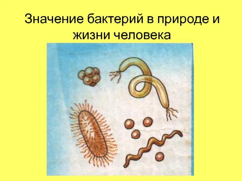 Плюсы бактерий в жизни человека. Значение бактерий. Бактерии в природе и жизни человека. Значение бактермм в природе. Зачение баскетерий в природ.